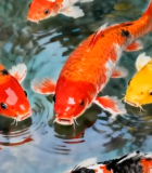 厨师手持新鲜出炉的披萨8770#横屏 