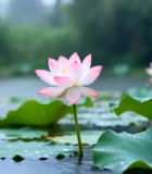 池塘荷花荷叶景致3071#横屏 