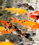 池塘中游动的多彩锦鲤274#横屏 