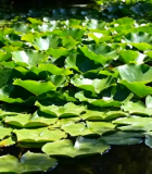 池塘荷叶特写12334#横屏 