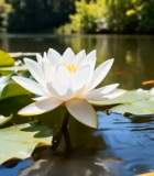 	 池塘中莲花荷叶与游动锦鲤4397#横屏 