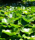 池塘荷叶特写12334#横屏 