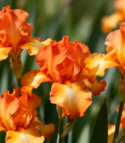 橙色鸢尾花特写12117#横屏 