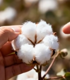 人手采摘棉花近景3903#横屏 