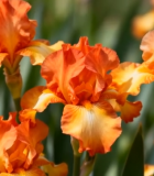 橙色鸢尾花特写12117#横屏 