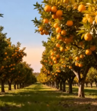 橙子果园果实累累景象15006#横屏 