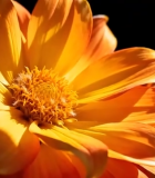 橙色花朵微距特写(1)9412#横屏 