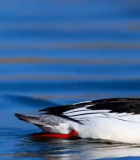 人牵宠物狗街头漫步9761#横屏 