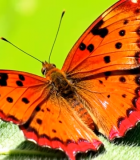 	 橙红色蝴蝶微距特写9503#横屏 