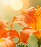 橙色花朵特写5386#横屏 