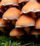 橙色蘑菇微距特写1481#横屏 