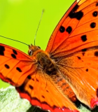 橙色蝴蝶特写4716#横屏 