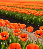 橙色郁金香花海景观10844#横屏 