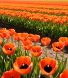 	 橙色郁金香花海景观10844#横屏 