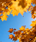 秋日阳光下的枫叶3826#横屏 