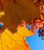 秋日枫叶特写12832#横屏 