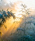 清晨阳光中的竹林景象2765#横屏 