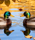 秋日水面上的两只鸭子11147#横屏 