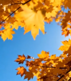 秋日阳光下的枫叶3826#横屏 