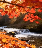 秋日溪边枫叶自然风光3811#横屏 