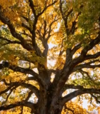 秋日阳光下的大树全景2927#横屏 