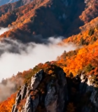 秋日山间云海红叶景观6528#横屏 