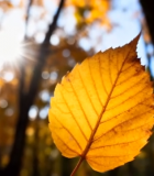 秋日阳光下的金黄树叶特写3972#横屏 