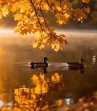 秋日湖面野鸭游弋景象10679#横屏 