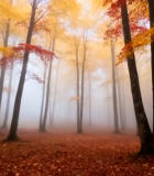 秋日迷雾中的森林风景11690#横屏 