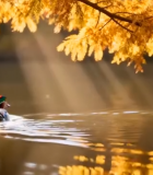秋日湖面游弋的鸳鸯8108#横屏 