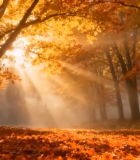 秋日森林阳光穿透树林景象(4)10876#横屏 