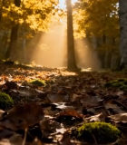 秋日森林阳光穿透树林景象(2)7770#横屏 