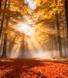 秋日森林阳光穿透树林景象(1)5823#横屏 
