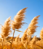 秋日芦苇荡自然风光723#横屏 