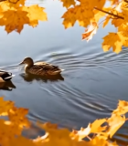 秋日湖面双鸭游弋景象3648#横屏 
