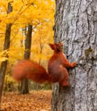 秋日森林松鼠爬树画面5017#横屏 