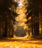 秋日森林林间小道风景1000#横屏 