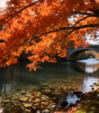 秋日河畔红枫叶自然风光9521#横屏 