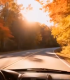 秋日森林驾车视角风景8963#横屏 