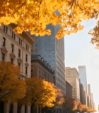 城市街道秋日黄叶与建筑景观10736#横屏 