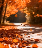 秋日林间落叶铺地风景3030#横屏 