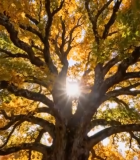 秋季大树阳光照耀场景6113#横屏 
