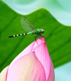 蜻蜓停留在荷花上的微距画面9759#横屏 