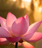 清晨阳光下的单朵荷花特写11869#横屏 