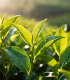 清晨带露珠的茶树近景5577#横屏 