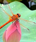 蜻蜓停驻荷花微距画面7604#横屏 