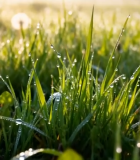 清晨草地蒲公英带露珠景象11464#横屏 