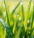 清晨带露珠的嫩绿草地素材10130#横屏 