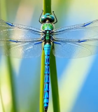 蜻蜓停驻植物特写14520#横屏 