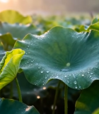 清晨荷塘带露珠的荷叶7464#横屏 